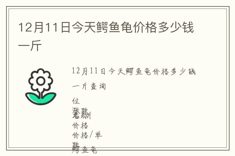 12月11日今天鱷魚(yú)龜價(jià)格多少錢一斤